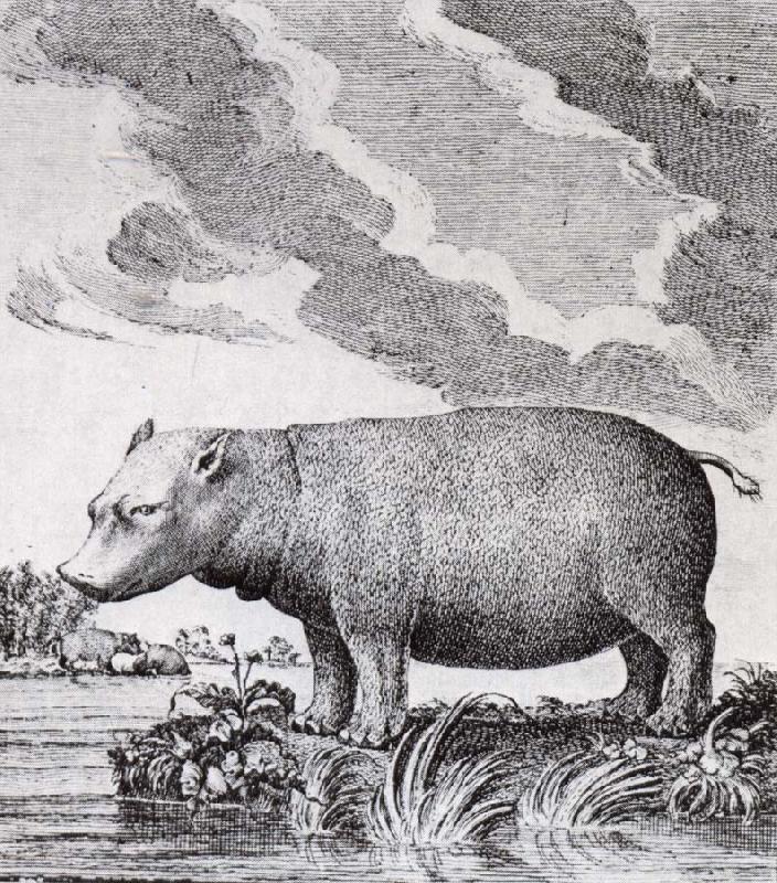 unknow artist hippopotamus,flodhasten eller sjokon,som den ocksa kallades